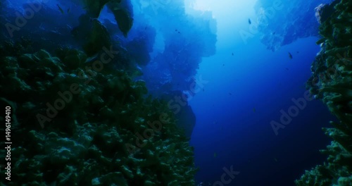 Wallpaper Mural Vibrant marine life thrives among lush coral formations in clear blue waters. Sunlight penetrates the surface, illuminating a serene underwater landscape full of activity. Torontodigital.ca