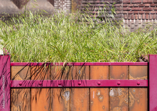 Urban Greenery on Rustic Fence