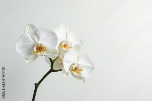 Delicate white orchid blossom against pure white backdrop, clean, floraldesign