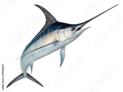 Photos A marlin fish on black back isolated on transparent background