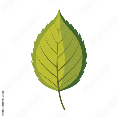 Green leaves isolated on white background. Leaf vector art illustration.  leaves isolated on white.  green leaves on white background . Collection of  elm leaf logo, icon vector.