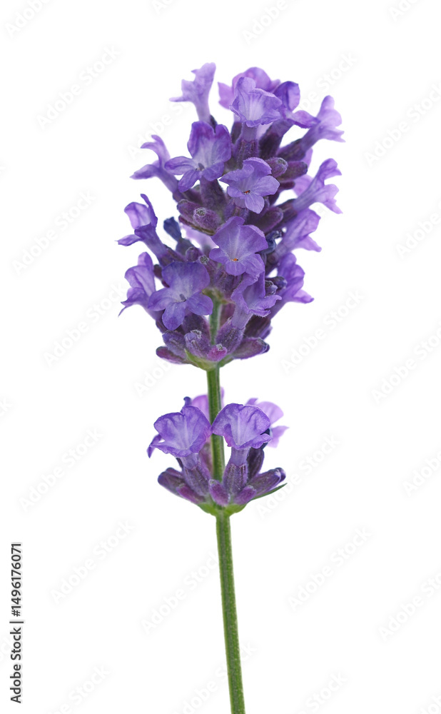 Lavender flower in spring, isolated on white, (Lavandula) Lavender flower in spring, isolated on white, (Lavandula)
