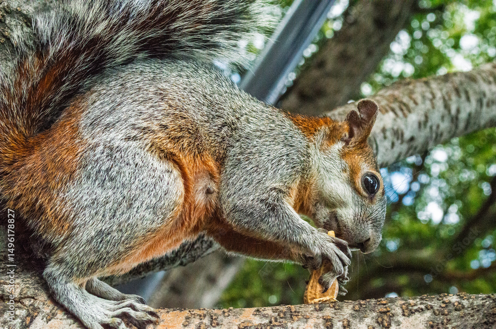 Naklejka premium Ardilla comiendo en un parque