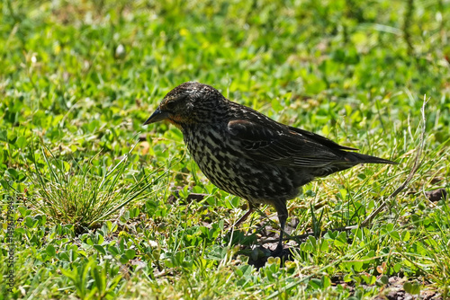 Wallpaper Mural Female red-winged blackbird, passerine bird of the family Icteridae found in most of North America. Torontodigital.ca