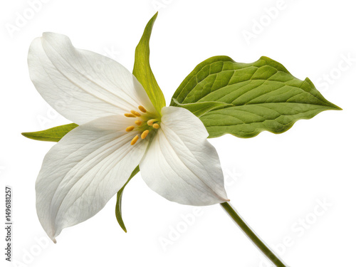 A white trillium close view isolated on transparent background