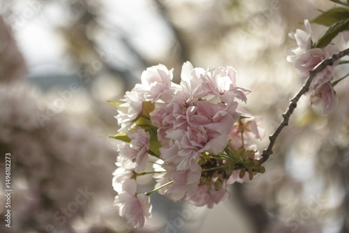 pink cherry blossom