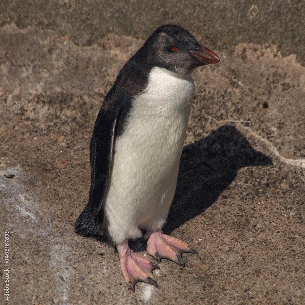 Fototapeta premium penguin on the beach