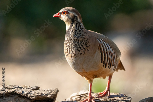 Cuadro en lienzo Red-legged partridge (Alectoris rufa) photographed in Spain