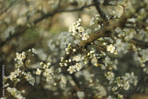 Blossom tree