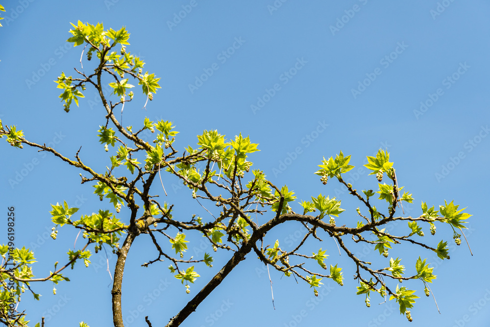 Fototapeta premium European bladdernut or Staphylea Pinnata plant in Zurich in Switzerland 8.4.25