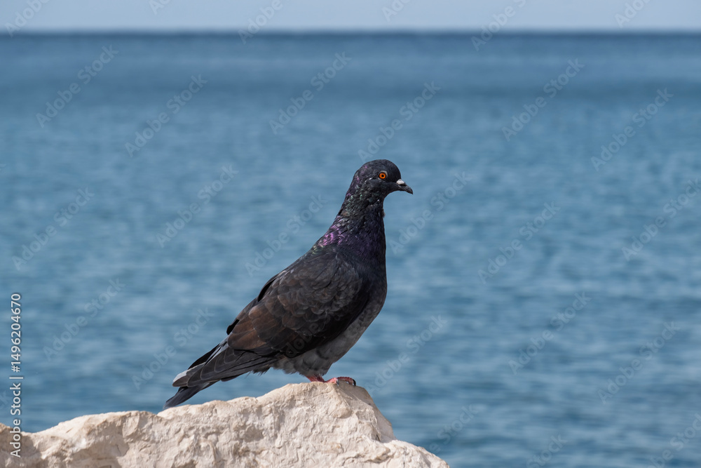 Obraz premium Taube (Columbidae)
