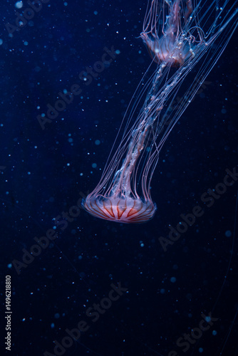 Photography A jellyfish floating gracefully through dark blue water, its translucent body glowing softly in an ethereal marine environment