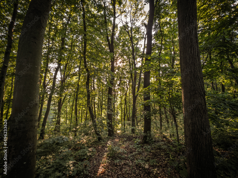 Fototapeta premium Sunlight filters through dense deciduous woodland, casting long shadows on leaf-littered ground in the fruska gora national park in serbia, illustrating biodiversity and a tranquil hiking environment.