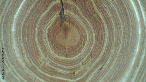 Detailed view of a cross-section of a tree trunk showing concentric growth rings and natural wood texture.