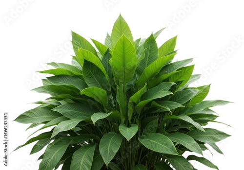 Wallpaper Mural Green leaves plant isolated on white background Torontodigital.ca