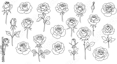 Elegant Rose Sketch: A collection of exquisite line drawings showcasing the delicate beauty of rose, capturing the classic charm of this iconic flower.