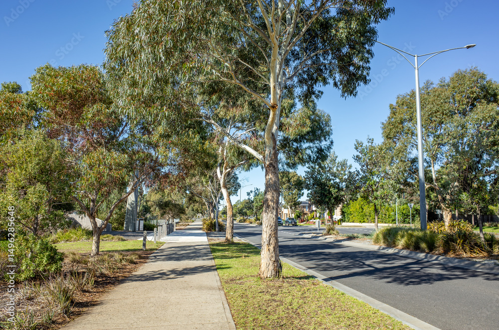 Fototapeta premium Street view in Point Cook, a modern suburb of Melbourne, Australia, featuring eucalyptus trees, pedestrian footpaths, and residential houses. Concept of suburban greenery and sustainable planning.