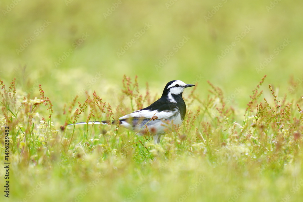 Obraz premium 春の草原を歩くハクセキレイ