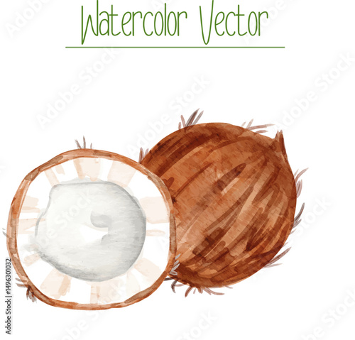 Fresh coconut fruit cut in half, botanical illustration suitable for menu, recipe design, printing.