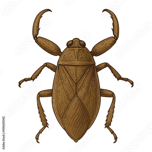 Giant Water Bug Top View Vector – Brown Aquatic Insect with Raptorial Legs