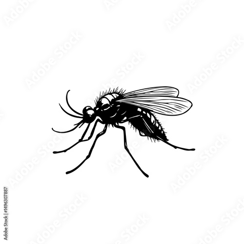 Detailed monochrome illustration of a mosquito, capturing its delicate anatomy
