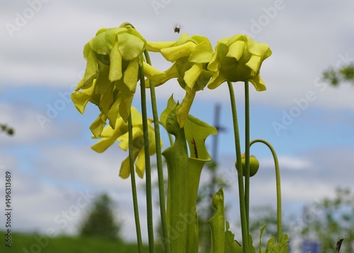 A cluster of Yellow pitcher plants displays their delicate, drooping blossoms against the light blue sky.