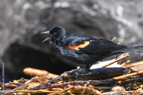 Fotografía Male red-winged black bird squawking
