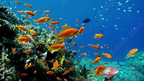 Underwater Tropical Fish and Coral Garden sea fishes reef marine. Tropical colorful seascape footage