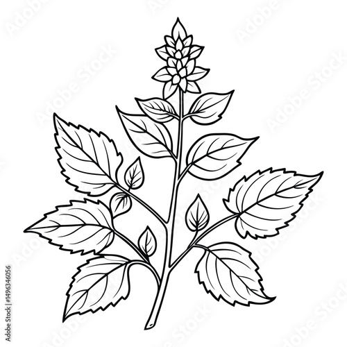 Patchouli Plant with Flowers and Leaves Outline Illustration. Essential oil ingredient for cosmetics, spa, aromatherapy, health care, alternative medicine
