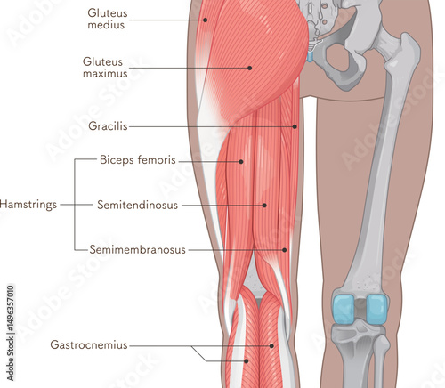 下肢の筋肉のイラスト  muscles of the lower limbs  Illustration