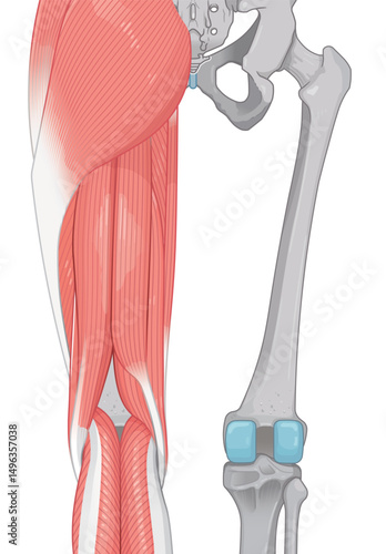 下肢の筋肉のイラスト  muscles of the lower limbs  Illustration