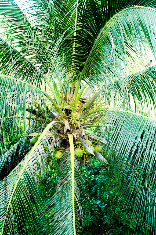 Naklejka premium Thick palm leaves create a lush foreground, surrounded by vibrant jungle foliage in Thailand.