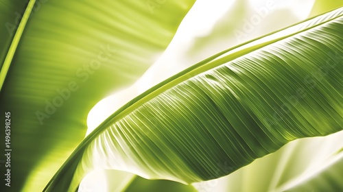 Wallpaper Mural Lush banana leaf veins illuminated by sunlight. Torontodigital.ca