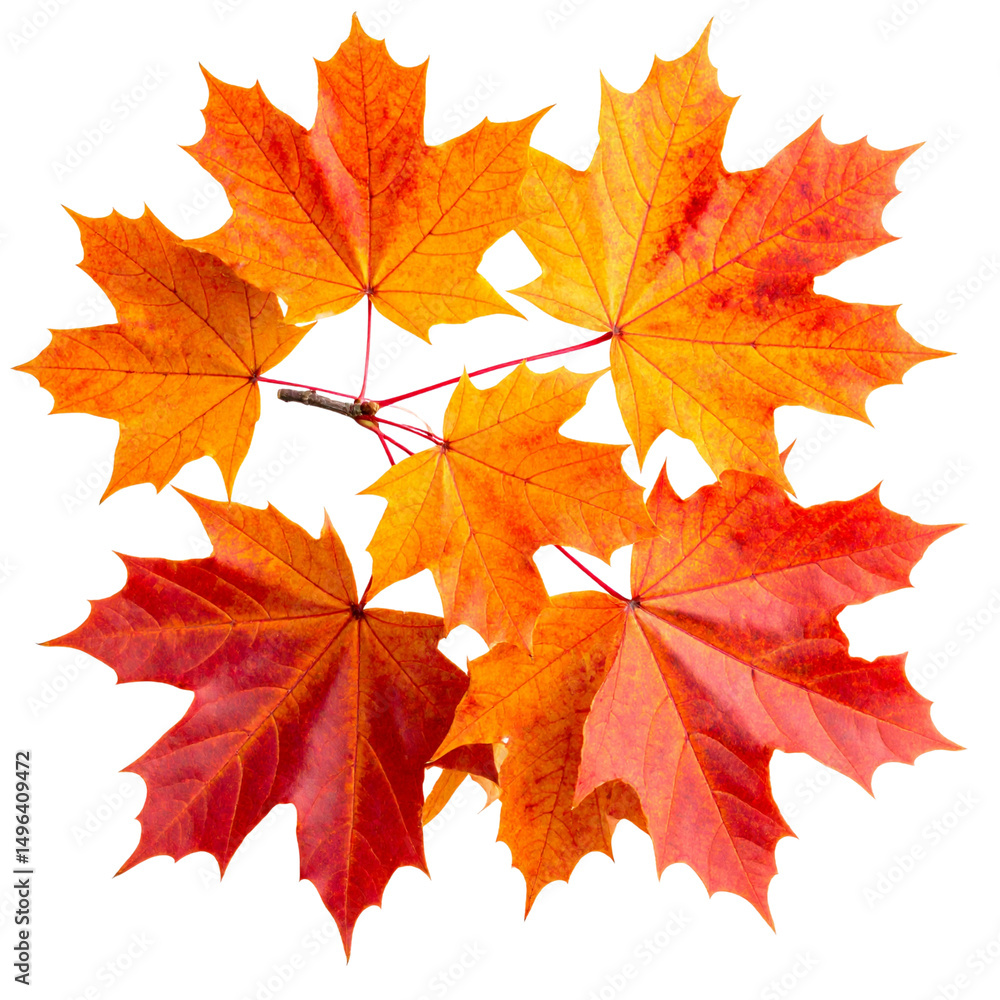 Fototapeta premium Vibrant orange and yellow autumn maple leaf isolated on a white background