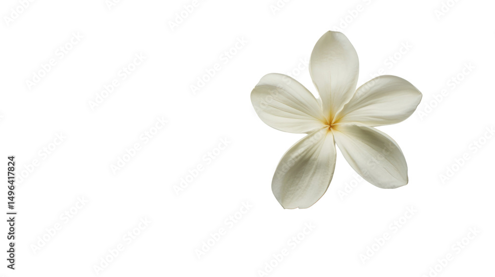 Obraz premium Delicate white plumeria flower on a black background, showcasing its beautiful petals.