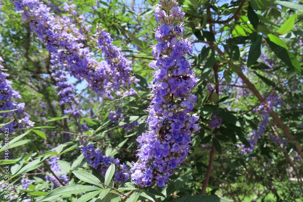 Obraz premium Chaste Tree (Vitex agnus-castus) blooming in the garden in Florida nature 