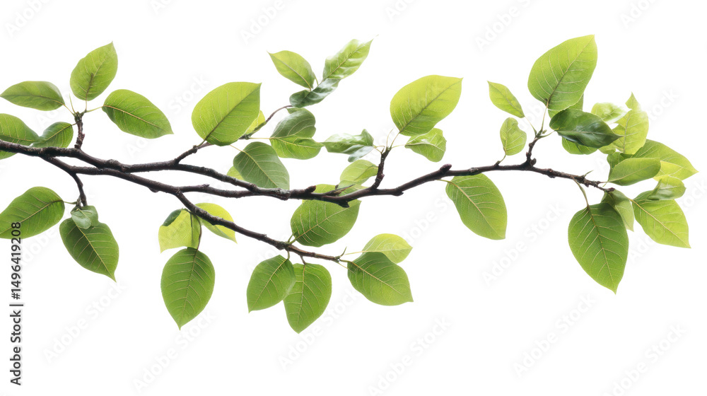 Obraz premium Fresh green leaves on a twig, isolated on a white background.