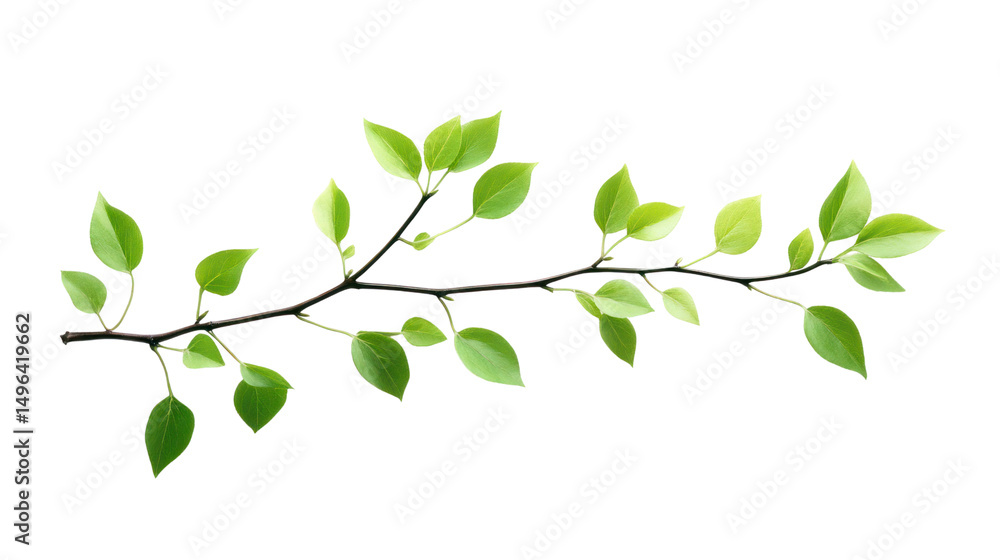 Obraz premium Green leafy branch isolated on a white background for natural decoration or botanical design.