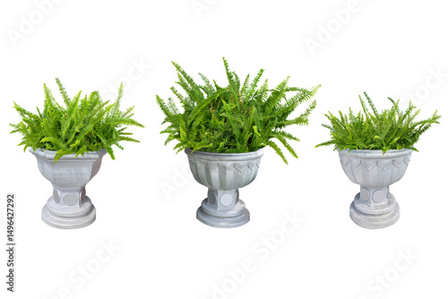 Nephrolepis Obliterata bright green leaves in a silver Roman pot. Collection Trees and flowers green leaves. total 3 trees. Isolated on white background.
