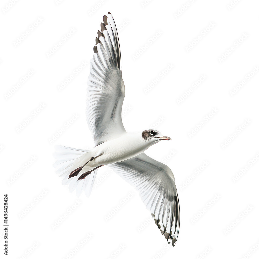 Obraz premium Seagull in flight wings spread wide on transparent background