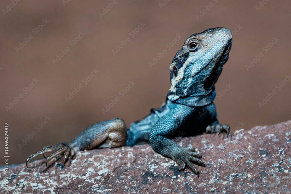 Barrier Range Dragon from Mutawintji National Park, New South Wales Australia Barrier Range Dragon from Mutawintji National Park, New South Wales Australia