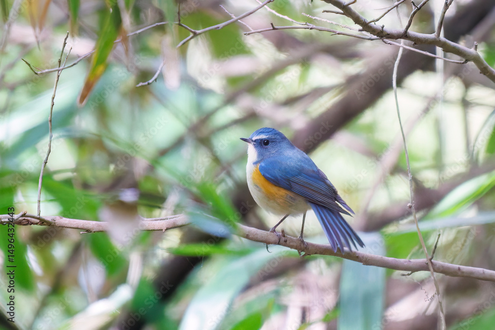 Fototapeta premium 幸せの青い鳥、可愛いルリビタキ（ヒタキ科） 英名学名：Red flanked Bluetail (Tarsiger cyanurus) 東京都文京区にある庭園 江戸時代（17世紀）からある歴史ある公園で、かつては軍の施設、そして東京大学の学者も置かれた 現在は地域の人々の憩いの場所となっている 東京都文京区小石川植物園-2024 