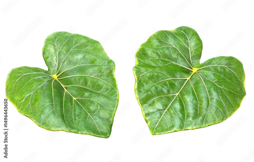 Obraz premium Two large tropical leaves with vibrant green color and distinct veins, set against transparency background, evoke sense of nature beauty and tranquility