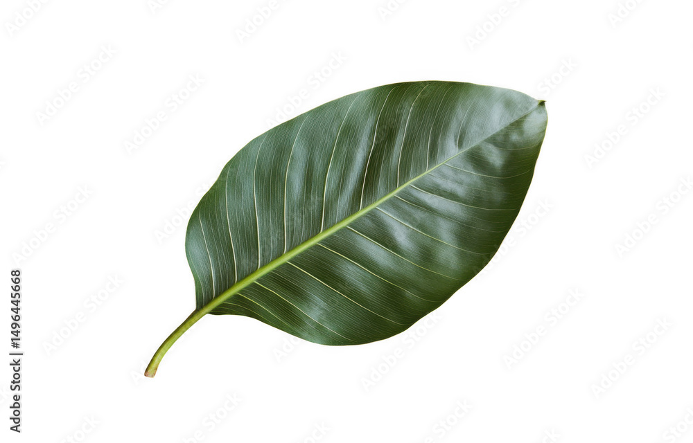 Fototapeta premium Large, vibrant green leaf with smooth texture and prominent veins, set against transparency background, creates striking visual contrast. This tropical leaf adds touch of nature beauty
