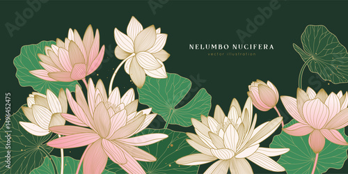 Luxury asian poster with lotuses and water lilies. Vector pink flowers, green leaves, golden lines.