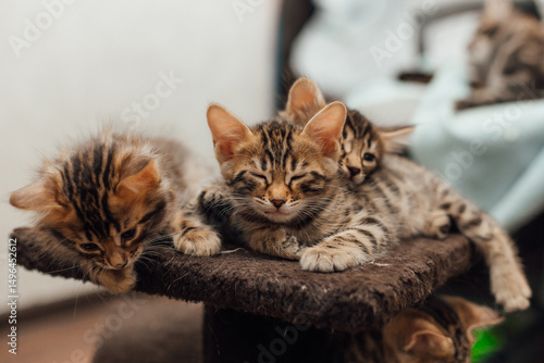 Three young cute bengal kittens laying on a soft cat's shelf of a cat's house indoors.