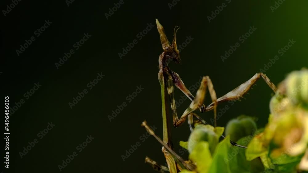 Natural wonder praying mantis standing on a plant in front of a green background Natural wonder praying mantis standing on a plant in front of a green background