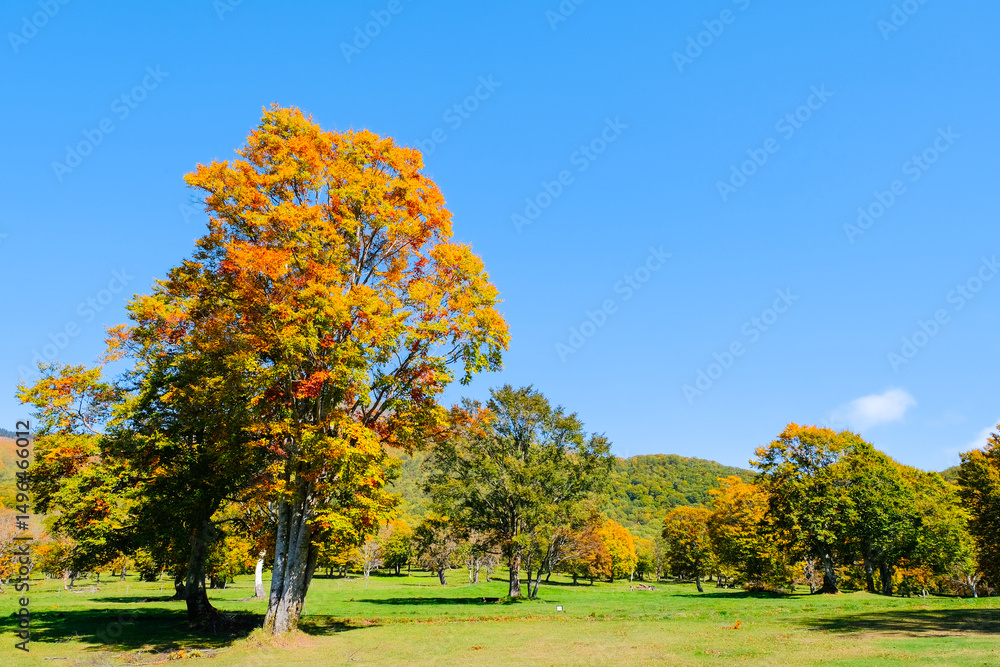 Fototapeta premium 笹ヶ峰高原 秋 紅葉