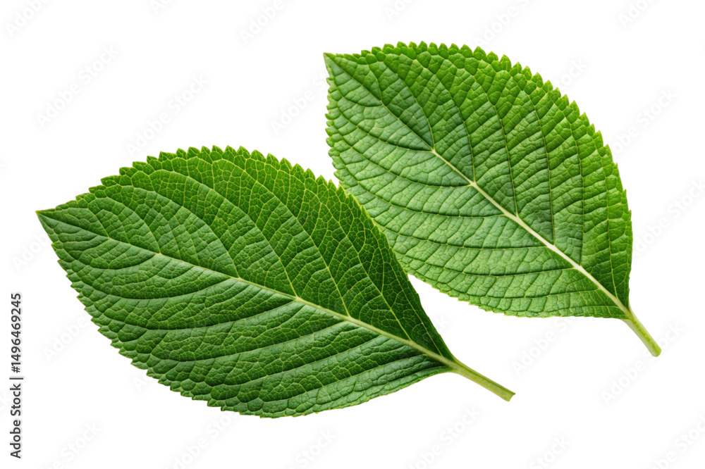 green leaf isolated on white background green leaf isolated on white background