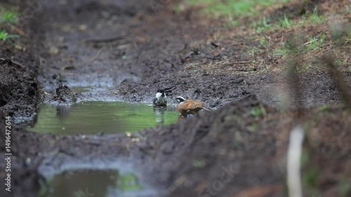 Wild birds bathing together in puddlees after the rain